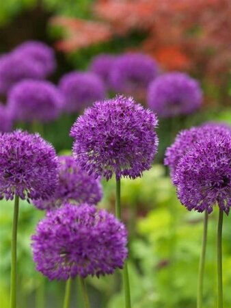 Allium 'Purple Sensation' geen maat specificatie 0,55L/P9cm - afbeelding 4