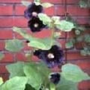 Alcea r. 'Nigra' geen maat specificatie 0,55L/P9cm - afbeelding 2