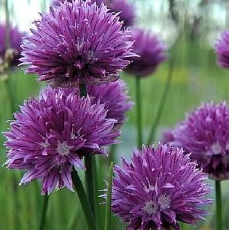 Allium schoenoprasum geen maat specificatie 0,55L/P9cm - afbeelding 5