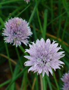 Allium schoenoprasum geen maat specificatie 0,55L/P9cm - afbeelding 1