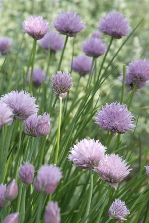 Allium schoenoprasum geen maat specificatie 0,55L/P9cm - afbeelding 4