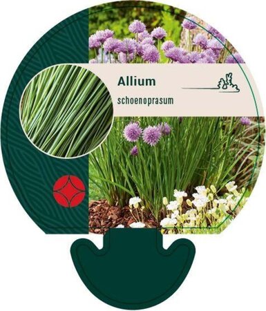 Allium schoenoprasum geen maat specificatie 0,55L/P9cm - afbeelding 3