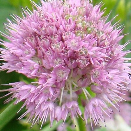 Allium senescens geen maat specificatie 0,55L/P9cm - afbeelding 1