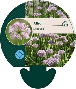 Allium senescens geen maat specificatie 0,55L/P9cm - afbeelding 2