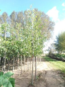 Alnus spaethii 12-14 cm wortelgoed geveerd 2 X verplant - afbeelding 1