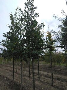 Alnus spaethii 12-14 cm wortelgoed geveerd 2 X verplant - afbeelding 3