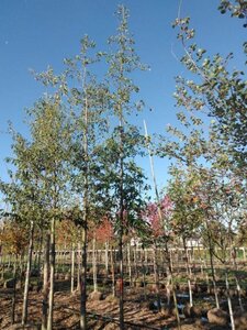 Alnus spaethii 18-20 Hoogstam draadkluit 3 X verplant - afbeelding 5