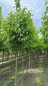 Alnus spaethii 18-20 Hoogstam draadkluit 3 X verplant - afbeelding 4