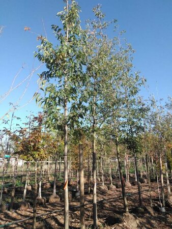 Alnus spaethii 25-30 Hoogstam draadkluit 3 X verplant - afbeelding 1