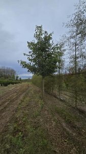 Alnus spaethii 25-30 Hoogstam draadkluit 3 X verplant - afbeelding 2