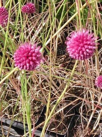 Allium sphaerocephalon geen maat specificatie bloembol