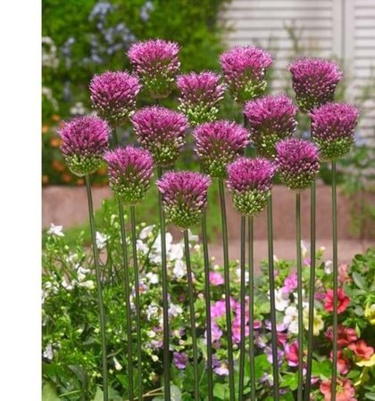 Allium sphaerocephalon geen maat specificatie 0,55L/P9cm - afbeelding 6