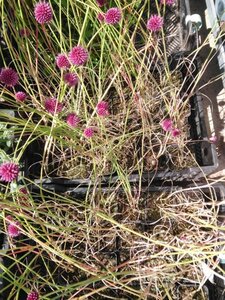 Allium sphaerocephalon geen maat specificatie 0,55L/P9cm - afbeelding 1