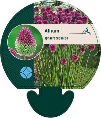 Allium sphaerocephalon geen maat specificatie 0,55L/P9cm - afbeelding 5