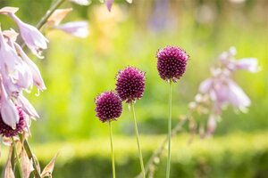 Allium sphaerocephalon geen maat specificatie 0,55L/P9cm - afbeelding 3