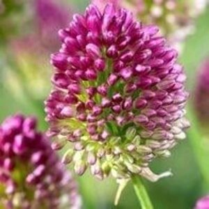 Allium sphaerocephalon geen maat specificatie 0,55L/P9cm - afbeelding 4