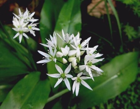 Allium ursinum geen maat specificatie 0,55L/P9cm - afbeelding 1