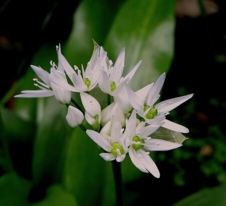 Allium ursinum geen maat specificatie 0,55L/P9cm - afbeelding 2