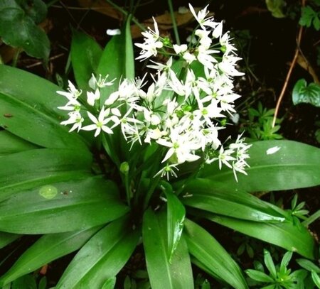 Allium ursinum geen maat specificatie 0,55L/P9cm - afbeelding 3