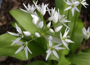 Allium ursinum geen maat specificatie 0,55L/P9cm - afbeelding 4