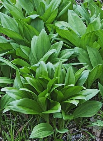 Allium ursinum geen maat specificatie 0,55L/P9cm - afbeelding 6