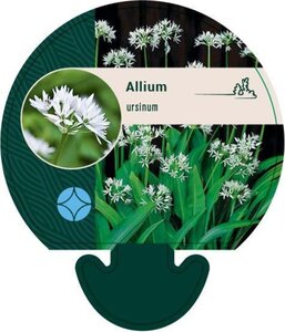 Allium ursinum geen maat specificatie 0,55L/P9cm - image 7