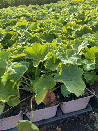 Alchemilla vulgaris geen maat specificatie 0,55L/P9cm - afbeelding 2