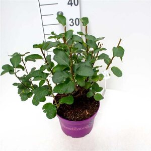 Amelanchier 'Saskatoon® Berry' 40-50 cm cont. 5,0L - afbeelding 2