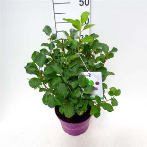 Amelanchier 'Saskatoon® Berry' 40-50 cm cont. 5,0L - afbeelding 4