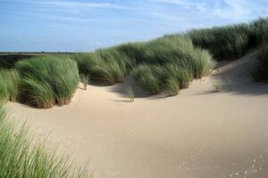 Ammophila arenaria geen maat specificatie 0,55L/P9cm - afbeelding 1