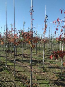 Amelanchier arborea 'Robin Hill' 6-8 Hoogstam wortelgoed - afbeelding 7