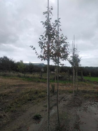 Amelanchier arborea 'Robin Hill' 6-8 Hoogstam wortelgoed - afbeelding 5