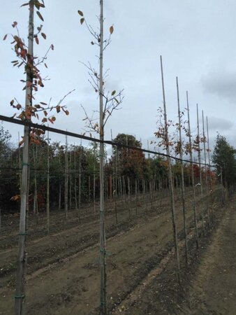 Amelanchier arborea 'Robin Hill' 6-8 Hoogstam wortelgoed - afbeelding 6