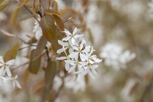 Amelanchier 'Ballerina' 6-8 Hoogstam wortelgoed - afbeelding 1