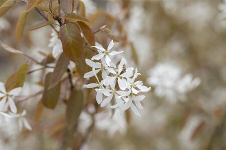 Amelanchier 'Ballerina' 8-10 Hoogstam draadkluit - afbeelding 1