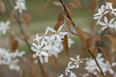 Amelanchier 'Ballerina' 8-10 Hoogstam draadkluit - afbeelding 2