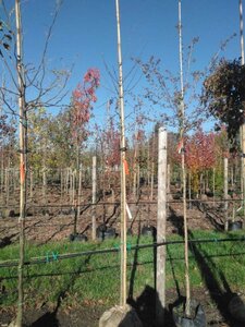 Amelanchier 'Ballerina' 8-10 Hoogstam draadkluit - afbeelding 3