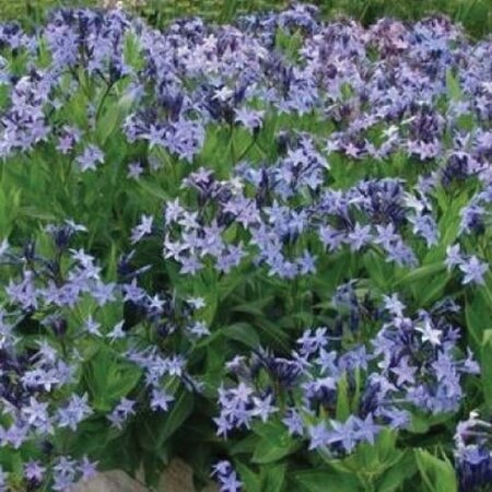 Amsonia 'Blue Ice' geen maat specificatie 0,55L/P9cm - afbeelding 5