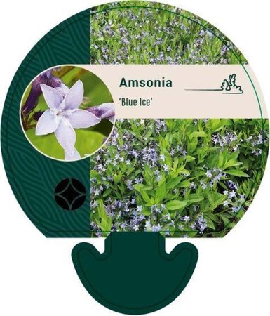 Amsonia 'Blue Ice' geen maat specificatie 0,55L/P9cm - afbeelding 4