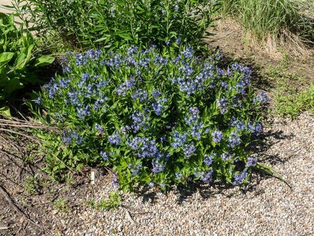 Amsonia 'Blue Ice' geen maat specificatie 0,55L/P9cm - afbeelding 2