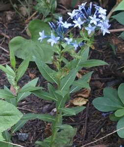 Amsonia 'Blue Ice' geen maat specificatie 0,55L/P9cm - afbeelding 3