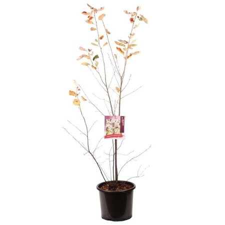 Amelanchier lamarckii 100-125 cm cont. 15L