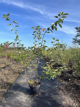 Amelanchier lamarckii 100-125 cm cont. 7,5L - afbeelding 2