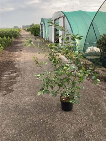 Amelanchier lamarckii 100-125 cm cont. 7,5L - afbeelding 1