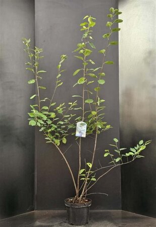 Amelanchier lamarckii 100-125 cm cont. 7,5L - afbeelding 6