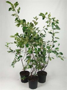 Amelanchier lamarckii 100-125 cm cont. 7,5L - afbeelding 3