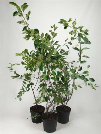 Amelanchier lamarckii 100-125 cm cont. 7,5L - afbeelding 5