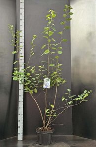 Amelanchier lamarckii 100-125 cm cont. 7,5L - afbeelding 7