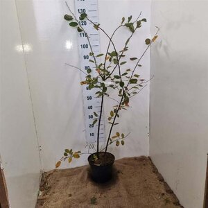 Amelanchier lamarckii 100-125 cm cont. 7,5L - afbeelding 4