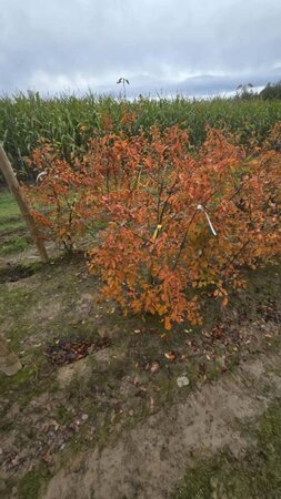 Amelanchier lamarckii 100-125 cm met kluit solitair